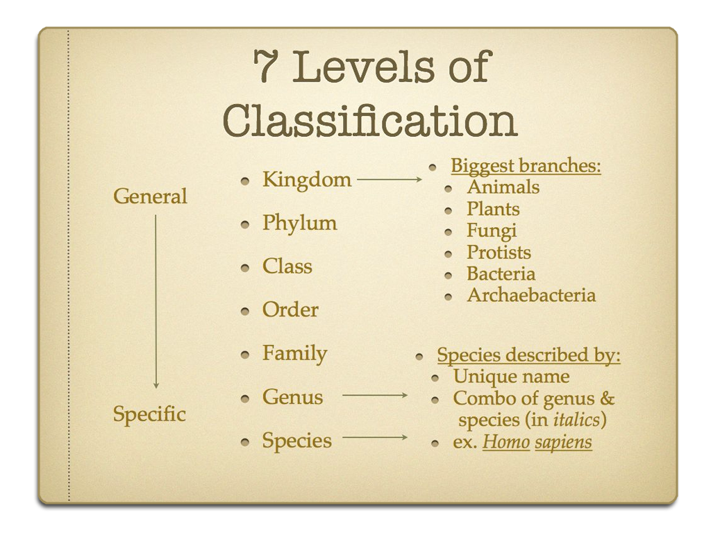 Classification after Carl von Linne